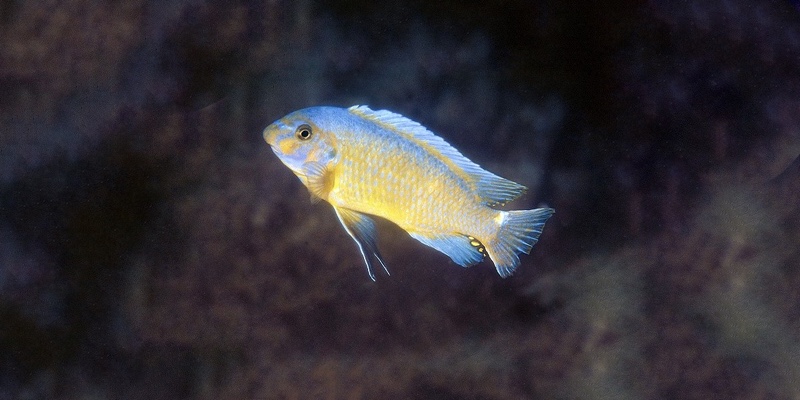 Labeotropheus trewavasae 'Chirwa Island'